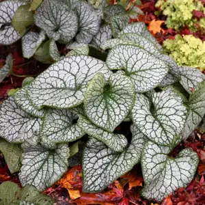 Brunnera 'Jack of Diamonds'